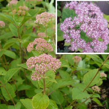 Гортензия древовидная ‘Pink Pincushion’ Hydrangea arborescens ‘Pink Pincushion’